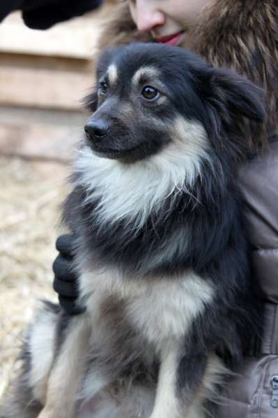 Метис шпица пушистый пёсик Даниэль в дар в Москве фото 6