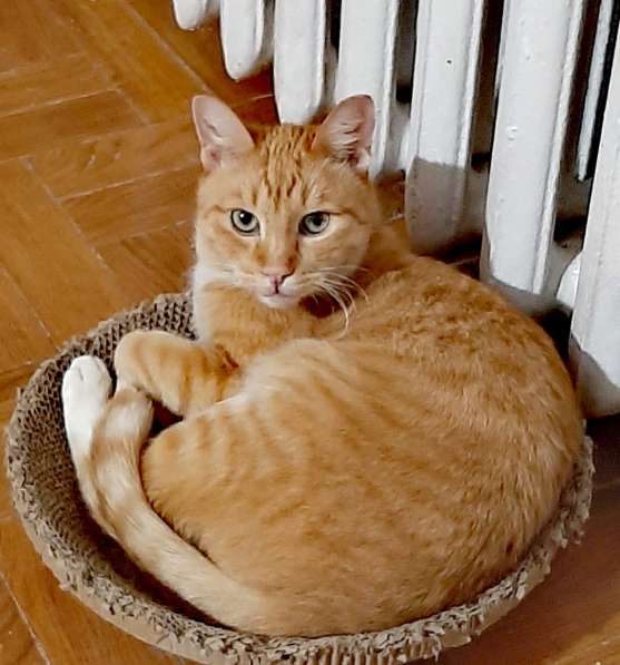 Рыжий котик ищет дом