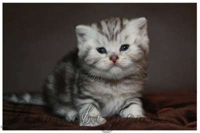 Котята Британская короткошерстная в Нижневартовске фото 6