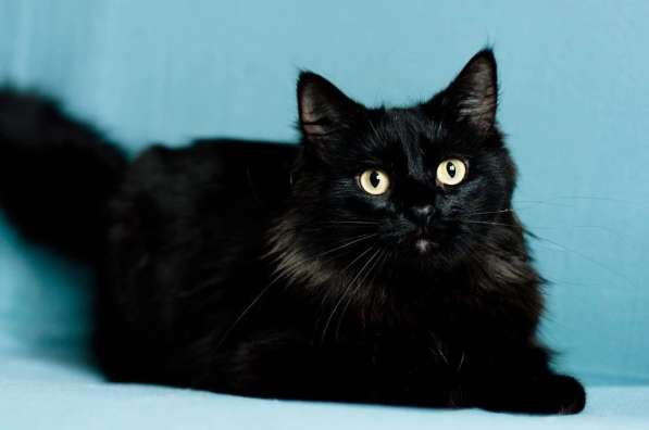 Имана – озорной хвостик