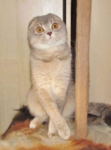 Шотландская кошечка из питомника