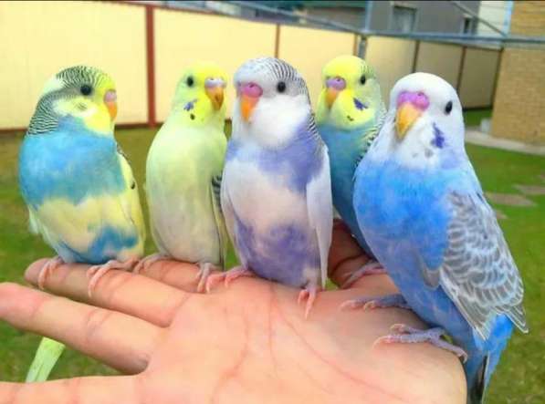 Попугай волнистый полностью ручной