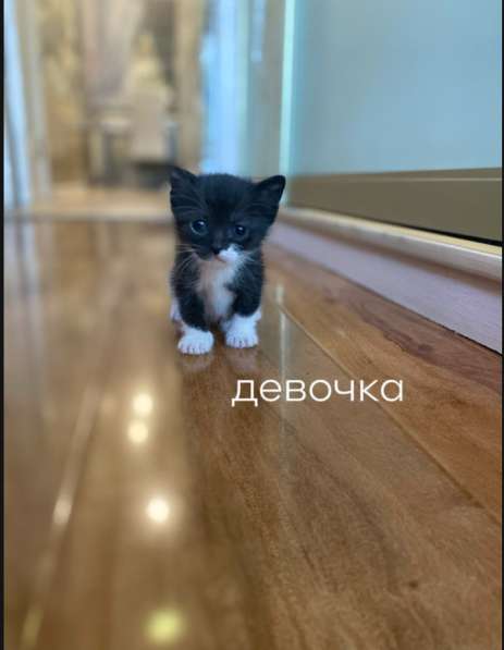 Котята в добрые руки в Сочи фото 3