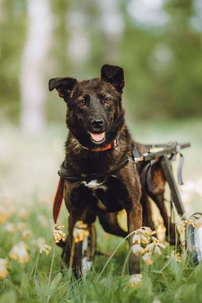 Маленькая собачка-спинальник Кения в самые добрые руки в Москве