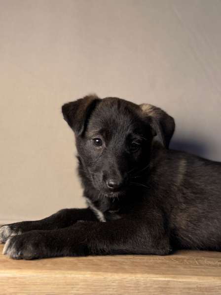 Щенки в Уфе фото 7