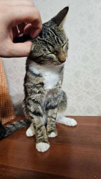 Особенная кошечка Пуся ищет дом в Москве фото 3