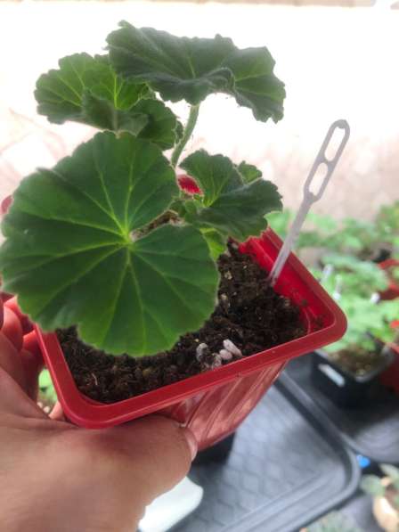 Сортовые пеларгонии в Брянске