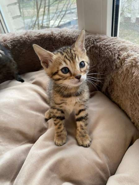 Продаются бенгальские котята