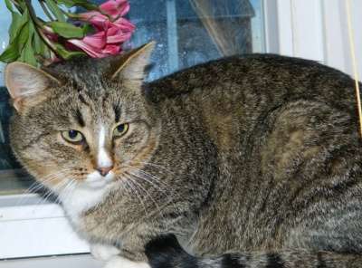 Отдам даром Полосатый кот в добрые руки.