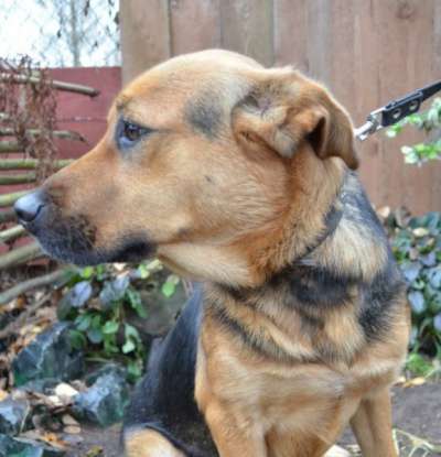 Отдам даром Жизнерадостный Каспер ищет дом в Санкт-Петербурге фото 4