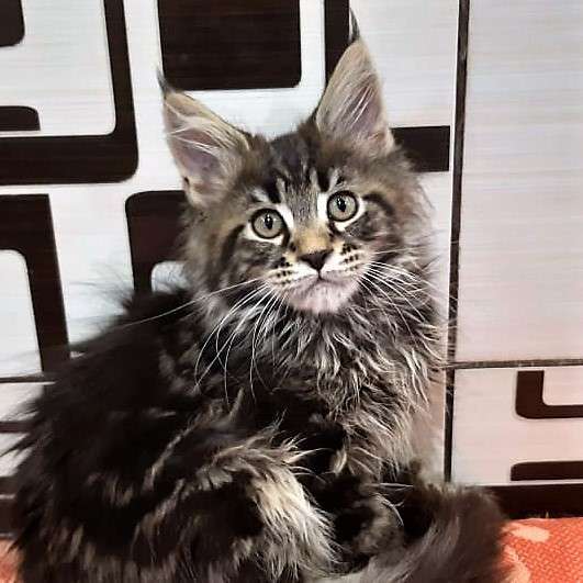 Котята породы мейн-кун из питомника Arktur в Екатеринбурге фото 10