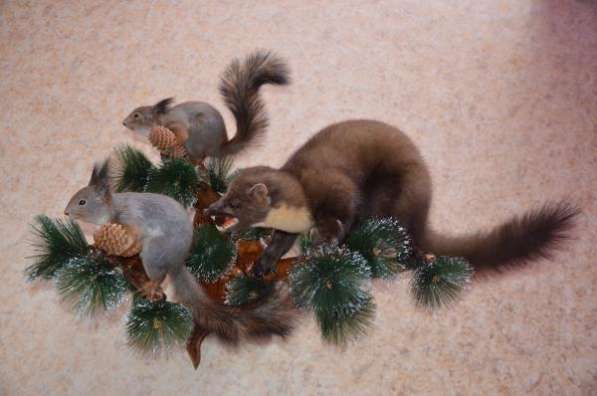 Изготовление чучел животных на заказ (таксидермия) в Москве фото 6