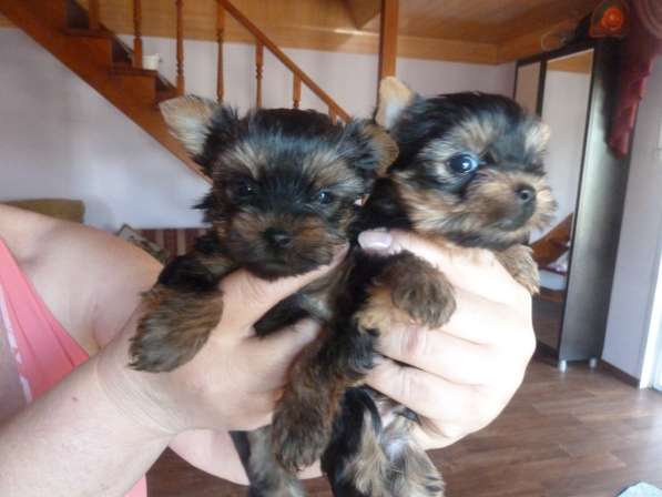 Элитные собачки в Балаково фото 28