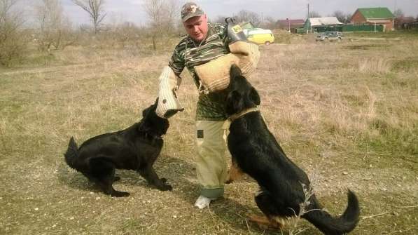 Дрессировка собак в Тимашевске фото 11