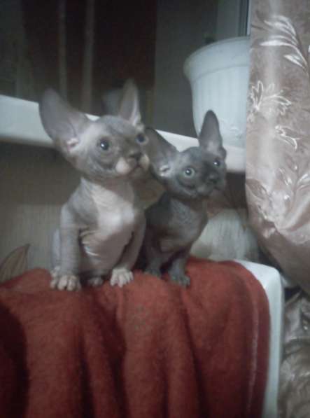 Канадские сфинксы в Иркутске фото 6