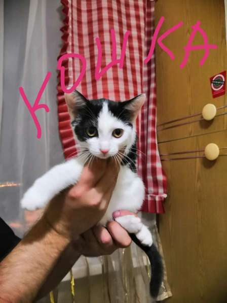 Подарю котенка в Иркутске