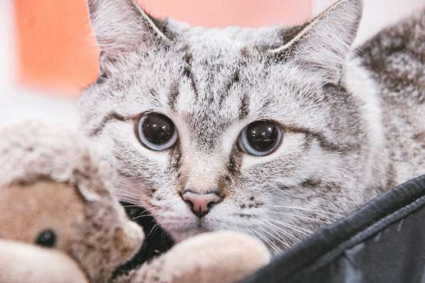 Зоогостиница BookingCat Люберцы/Жулебино в Люберцы фото 18