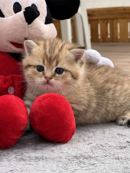 Продаётся котёнок британец! в фото 22