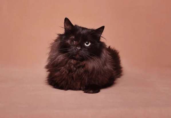 Котик Джек ищет дом! в Москве фото 7