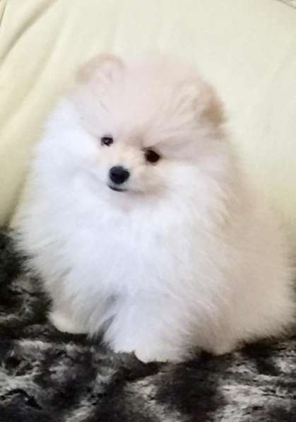 Померанский цвергшпиц, крем, мальчик в Москве фото 10