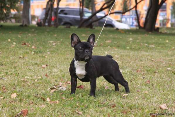 Французский бульдог подрощенная девочка в Москве фото 10