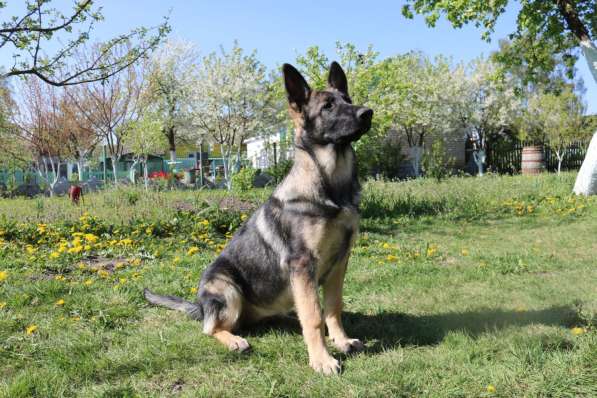 Щенки восточноевропейской овчарки (ВЕО) в фото 12