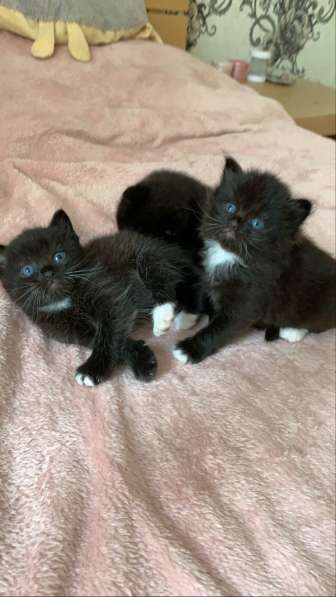 Котята от британской кошечки в фото 4