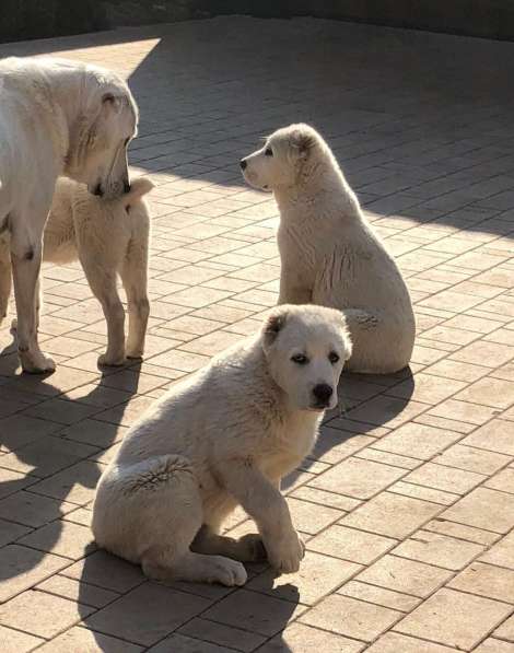Продажа щенков среднеазиатской овчарки в Москве фото 5
