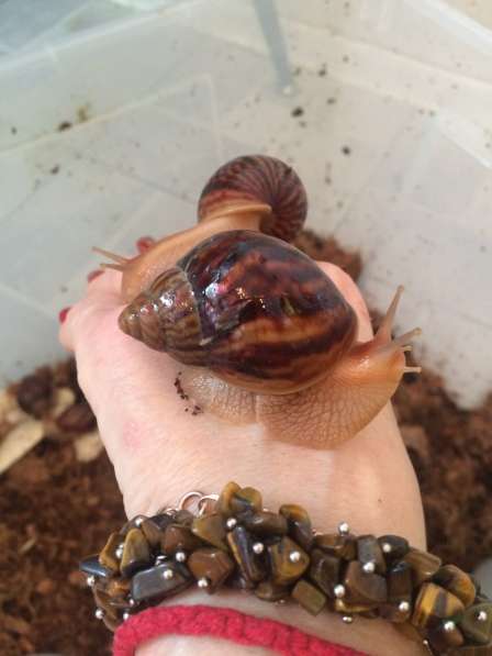 Улитки Ахатины