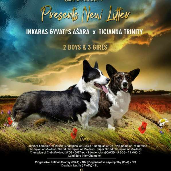 Вельш Корги Кардиган в Севастополе фото 8