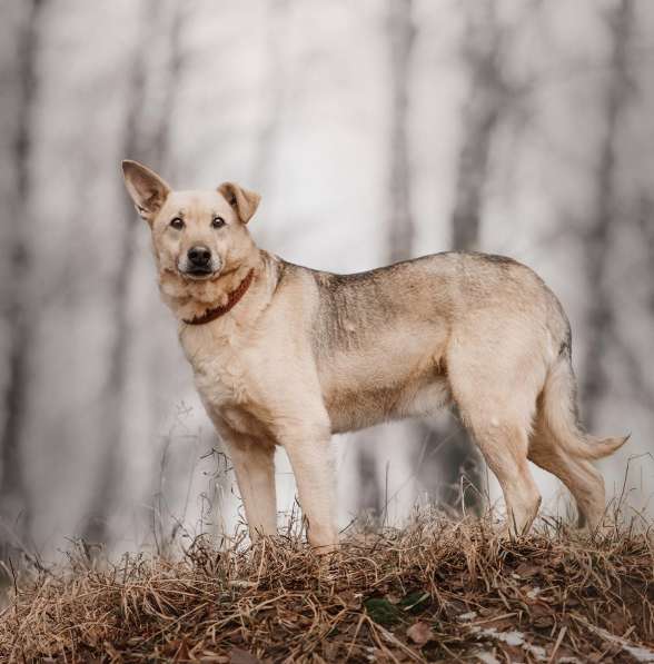 Дюшес - лучший Друг для всей семьи! в Москве фото 18