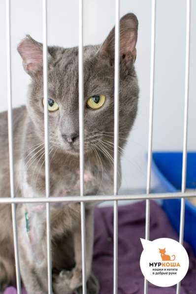 Кот Штирлиц