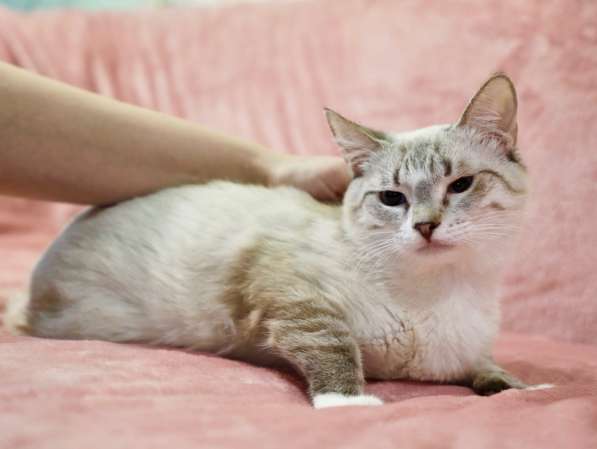 Тайский котенок-подросток Маффин ищет дом