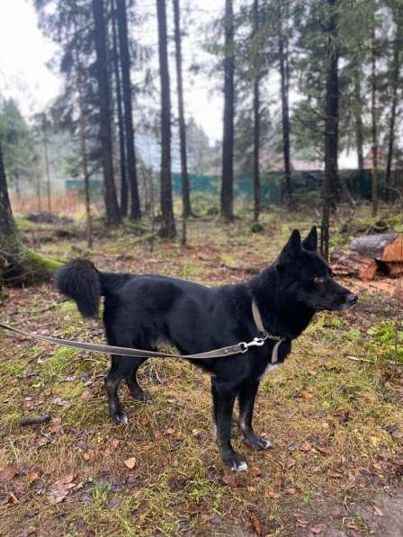 Черныш в самые любящие и ответственные ручки в Москве