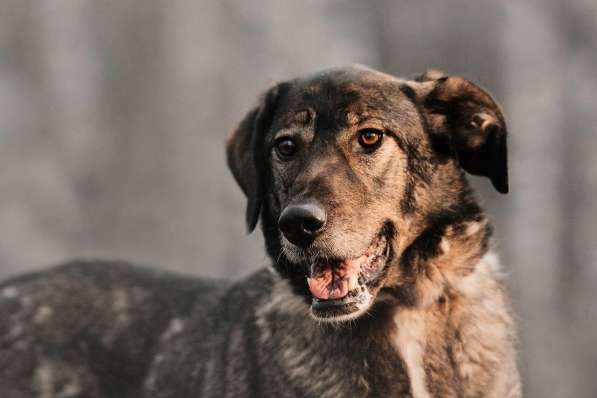 Надёжный Друг Курт ищет семью в Москве фото 31