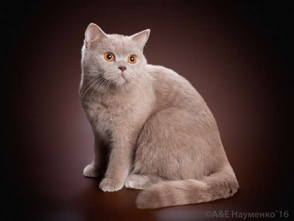 Британский лиловый котик от чемпионов в Твери фото 3