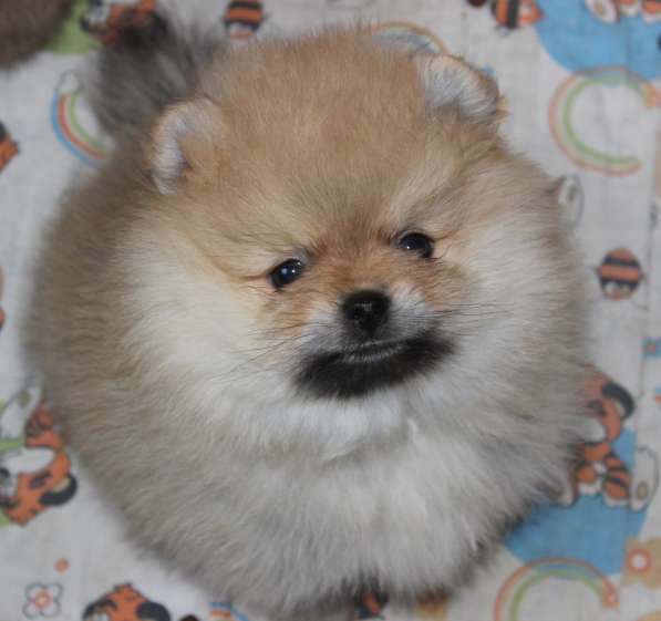 Померанские шпицы в Воронеже фото 9