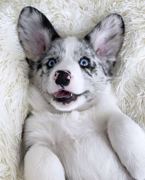 Мальчик Вельш Корги Кардиган в Москве фото 10