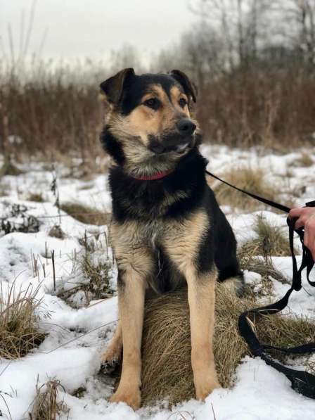 ПЕС, КОТОРОГО НИКТО НЕ ЗАМЕЧАЕТ!!!! в Пушкино фото 16