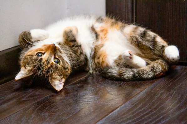 Кошечка Стеша - девочка с огоньком в добрые руки в Москве