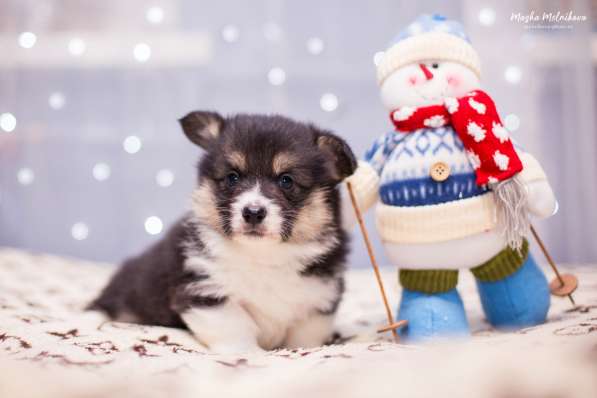 Вельш корги пемброк в Краснодаре фото 11