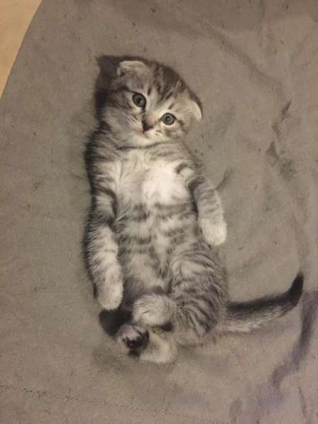 Отдам котиков в добрые руки в Москве фото 8