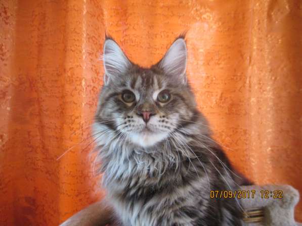 Взрослые девочки из питомника, возможно в совладение в Екатеринбурге фото 20