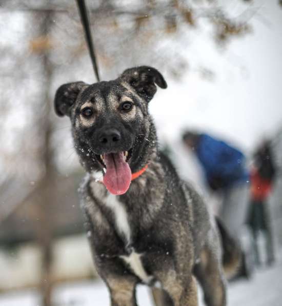 Тиффани щеночек-конфетка в Москве фото 7