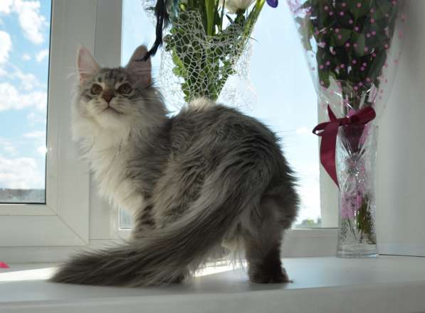 Свободны шикарные котята мэйн-куны редких окрасов в Москве фото 9