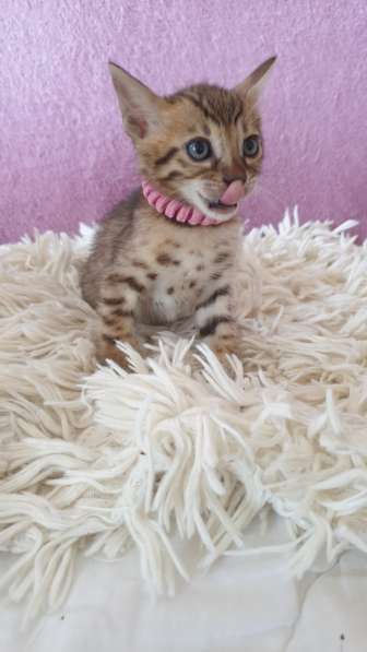 Kitten Bengal