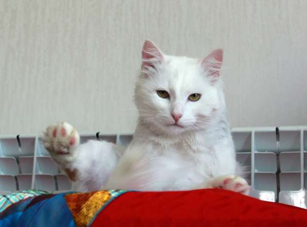Кот в добрые руки. Пушистый Амур в Калуге фото 16