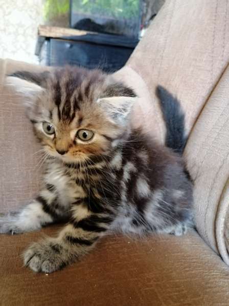 Мраморные шотландские котята в фото 8