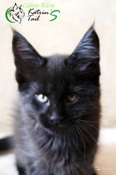 Мальчик Мейн-Кун Calvin Klein в Санкт-Петербурге фото 4