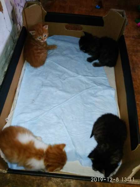 Отдам котенка в добрые руки! в Братске фото 10